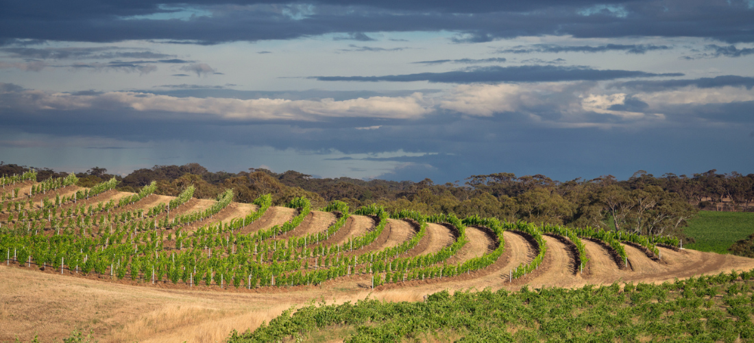 Alkina Wine Estate  vineyard 